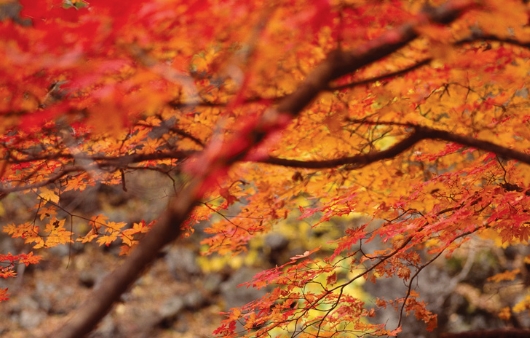 ���� ��ǳ