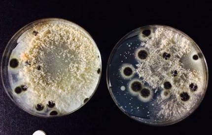 먼지에서 채취한 검은빵곰팡이(aspergillus niger strain)를 배양한 결과