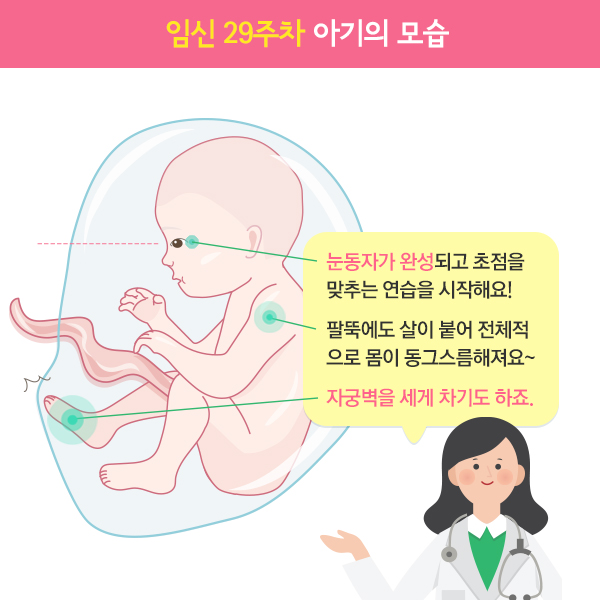 임신29주차아기모습