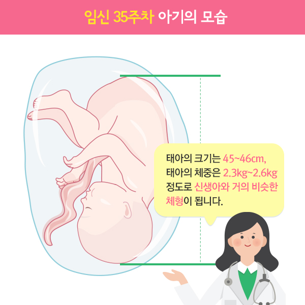 임신35주차아기모습