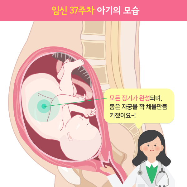 임신37주차아기모습