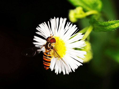꽃에 앉아있는 벌