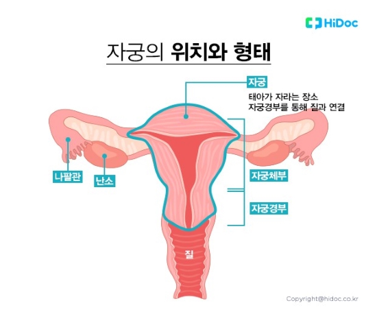 자궁의 위치와 형태