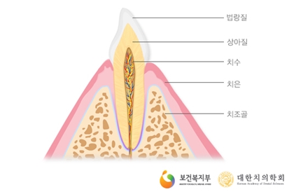 치아의 구조 