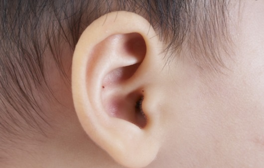 유아의 귀