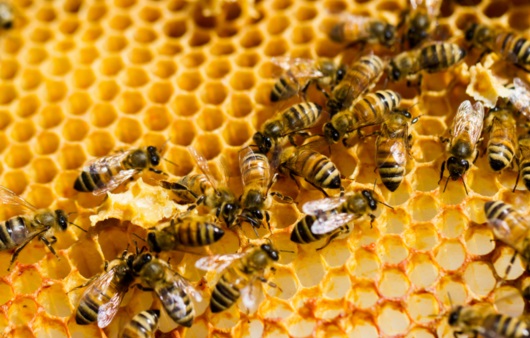 꿀벌과 집