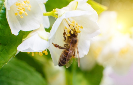 꿀벌과 꽃 화분