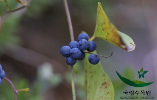 국립수목원 (댕댕이나무 열매) 