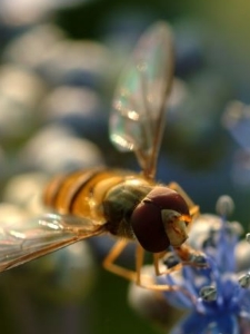 꽃에 앉아있는 벌
