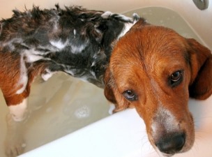 목욕하는 강아지