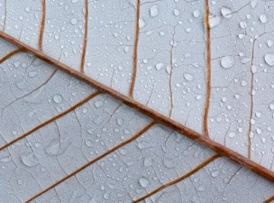 잎에 맺힌 물방울