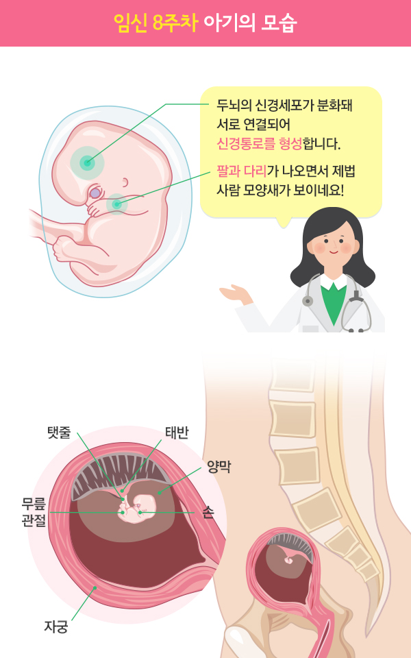 임신 8주 증상과 임신 초기 요통에 대한 정보