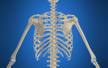 갈비뼈 연골이 ‘발기부전’ 음경보형물의 시작??
