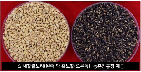 새찰쌀보리(왼쪽)와 흑보찰(오른쪽): 농촌진흥청 제공