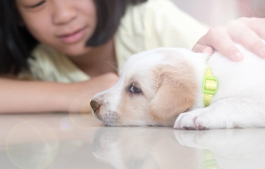 홍콩에서는 강아지, 사람 간 감염사례가 보고되었다