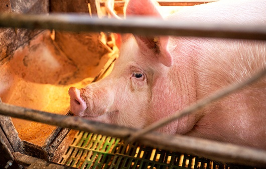 중국에서 발견된 ‘돼지독감’, 인간 전염 가능성은?