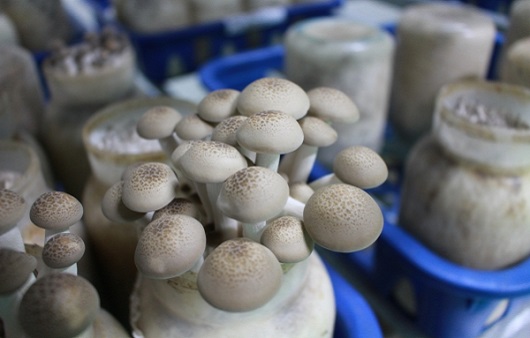 단단한 육질이 매력적인 ‘느티만가닥버섯’, 효능은?