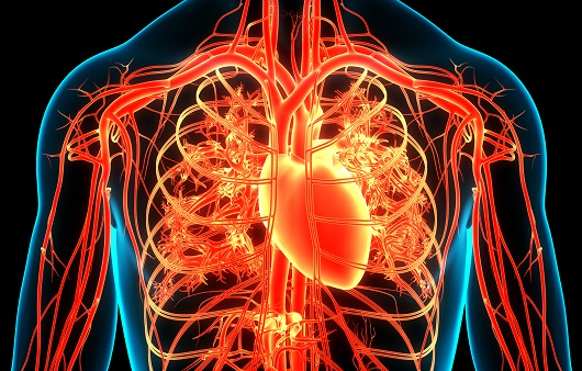 비알코올성 지방간을 그대로 방치하면 10년 내 심혈관질환 발생 위험이 크게 증가한다는 연구결과가 나왔다
