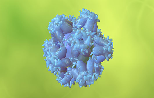 곤지름을 일으키는 인유두종바이러스(HPV)