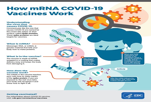 mRNA 백신 작용 방식