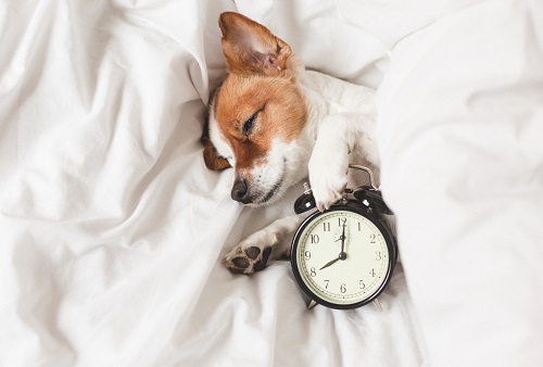 활기찬 하루를 위한 건강한 수면 습관 8가지