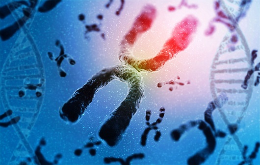 염색체 chromosome