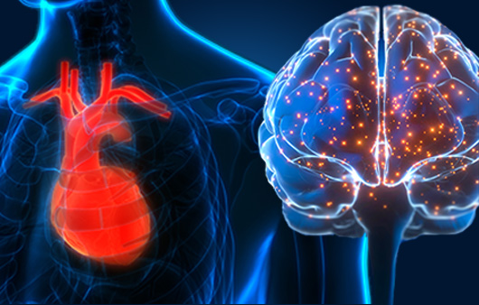 유럽심장학회는 지난 30일 심뇌혈관질환 예방을 위한 가이드라인을 제공했다