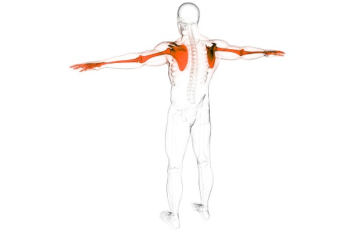 날개뼈는 팔을 움직일 때 어깨관절의 안정성을 유지한다