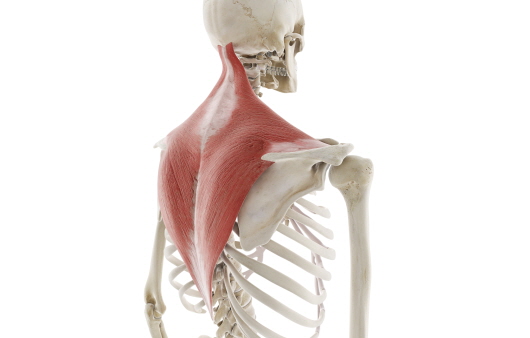 승모근은 등의 대부분을 덮는 큰 근육이다