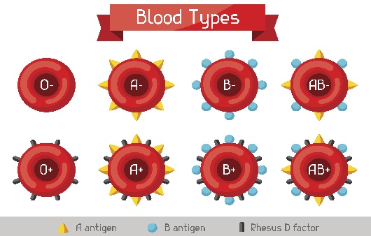 혈액형 종류