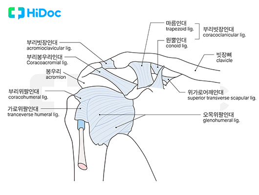 어깨 인대