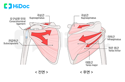 어깨 근육