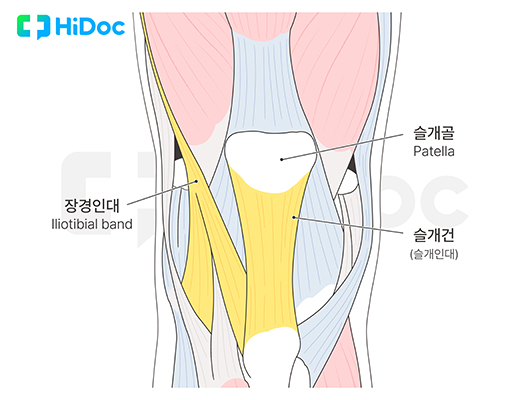 장경인대와 슬개인대ㅣ출처: 하이닥