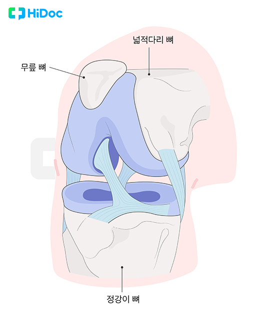 전방십자인대 ㅣ출처: 하이닥