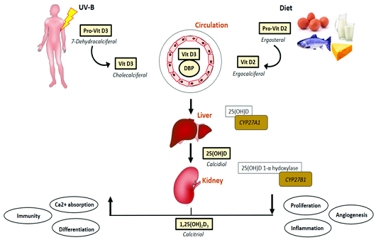 비타민d의 전환 ㅣ출처: vitamin d as a protector of arterial health: potential role in peripheral arterial disease formation by dr smriti m krishna