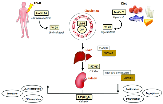 비타민D의 전환 ㅣ출처: Vitamin D as A Protector of Arterial Health: Potential Role in Peripheral Arterial Disease Formation by Dr Smriti M Krishna