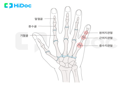 손가락의 구조｜출처: 하이닥