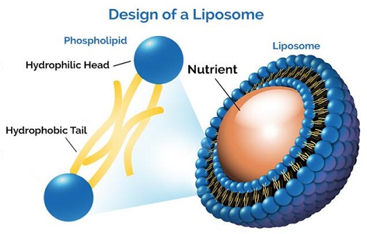 리포솜 비타민 c 제제ㅣ출처: liposomes: type, preapration and evaluation by manish kumar from e national institute of technology in trichy