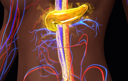 췌장과 인슐린｜출처: 게티이미지 뱅크