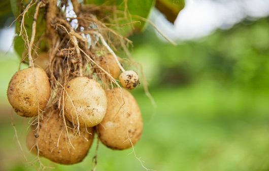 하짓날은 감자 캐먹는 날…“감자가 고혈압에 이런 효능이?”