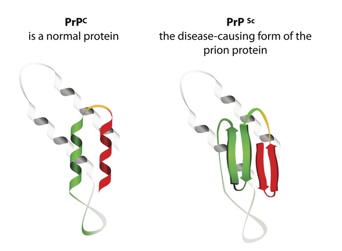 정상 프리온 단백질(prpc)과 비정상적인 프리온 단백질(prpsc)ㅣ출처: 게티이미지뱅크