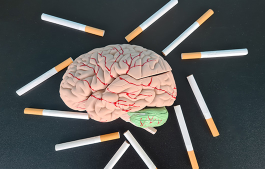 담배를 피우면 뇌도 쪼그라든다는 연구 결과가 나왔다ㅣ출처: 게티이미지뱅크
