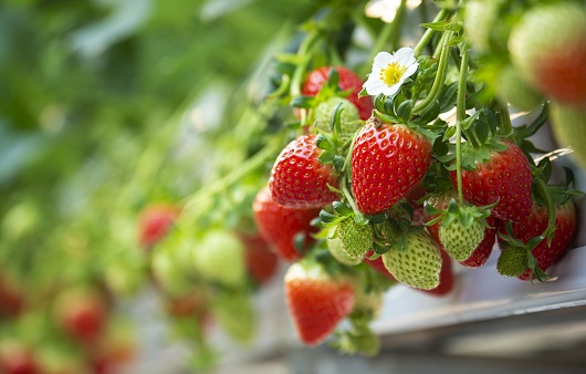 딸기는 겨울 제철 과일로 알려져 있다ㅣ출처: 클립아트코리아