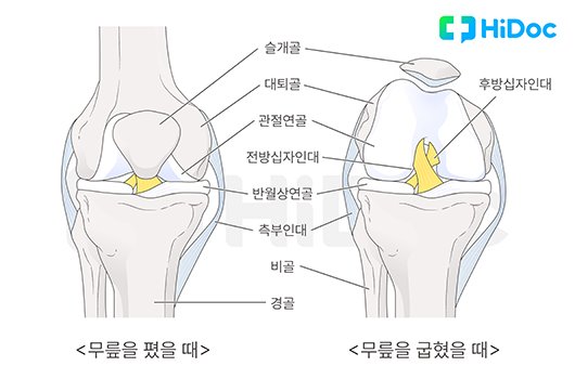 무릎의 구조｜출처: 하이닥