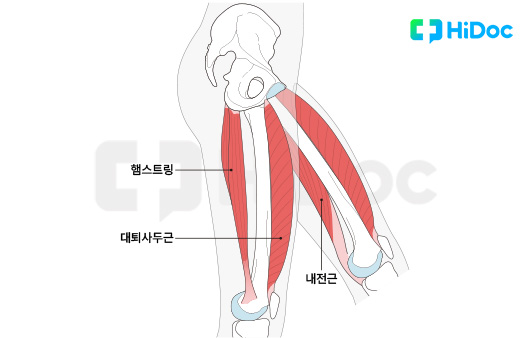 허벅지 근육｜출처: 하이닥