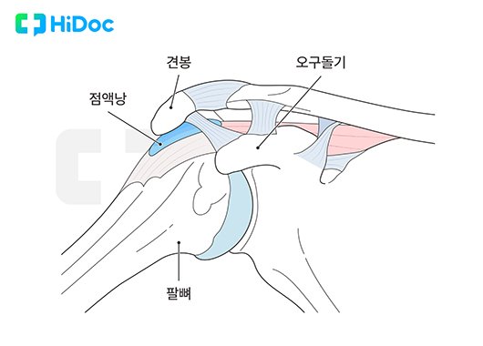 어깨의 구조｜출처: 하이닥