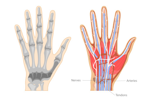 손가락 뼈 주변으로는 신경과 혈관, 근육과 인대 등이 고루 분포되어 있다ㅣ출처: 게티이미지뱅크