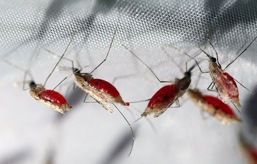 4월 25일은 세계 말라리아의 날이다ㅣ출처: 클립아트코리아