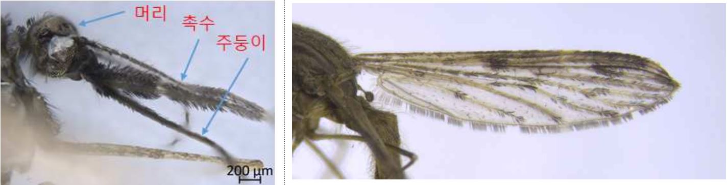 중국얼룩날개모기의 머리와 날개ㅣ출처: 질병관리청