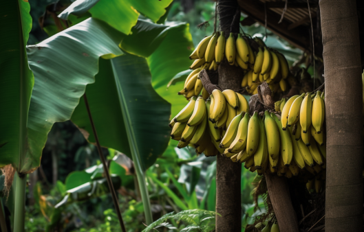 바나나는 전 세계적으로 많이 소비되는 과일 중 하나다 | 출처 : 미드저니